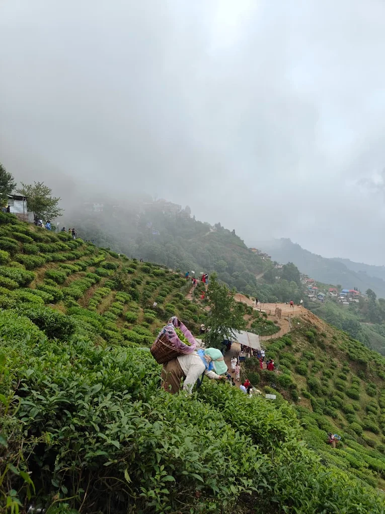 Workers harvesting tea on a misty hillside estate